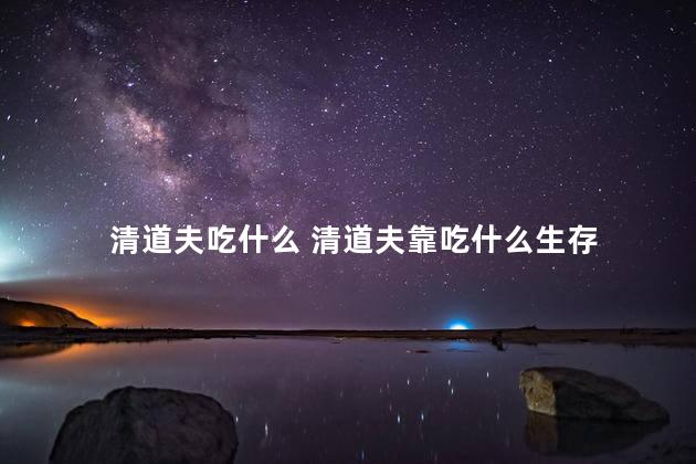 清道夫吃什么 清道夫靠吃什么生存